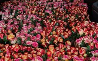 Internationaler Frauentag