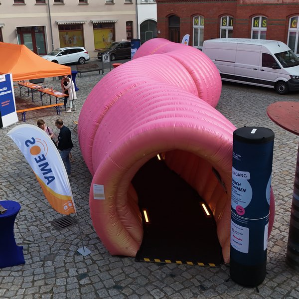 Einmal quer durch den Darm